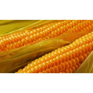 Днепровский 181 СВ F1 - кукуруза кормовая, 3 000 семян, Мнагор, Украина фото, цена